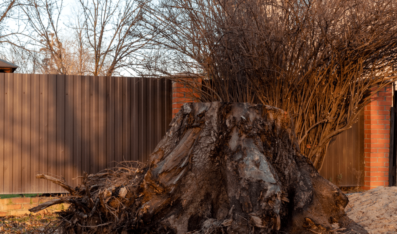 TREE REMOVAL